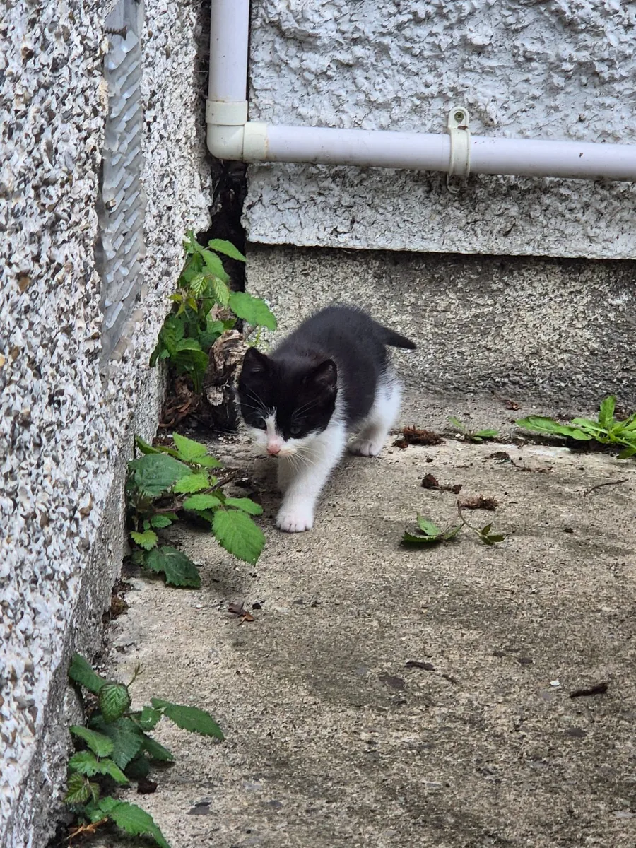 Kitten - Image 3