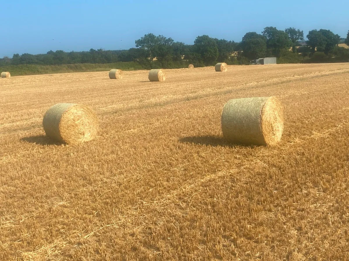 Top quality Barley straw - Image 2