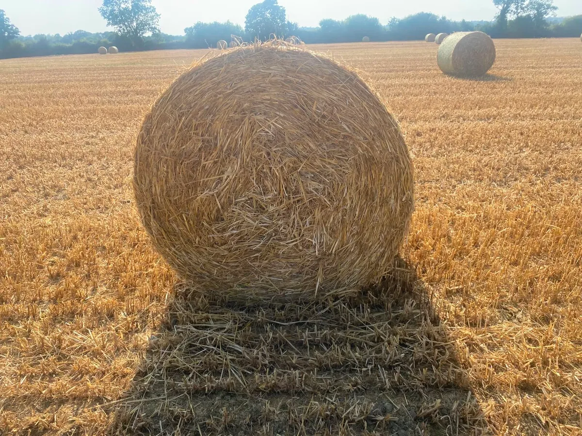 Top quality Barley straw - Image 3
