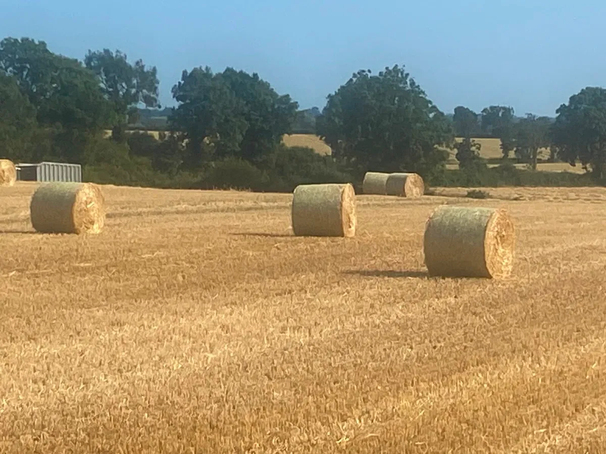 Top quality Barley straw - Image 4