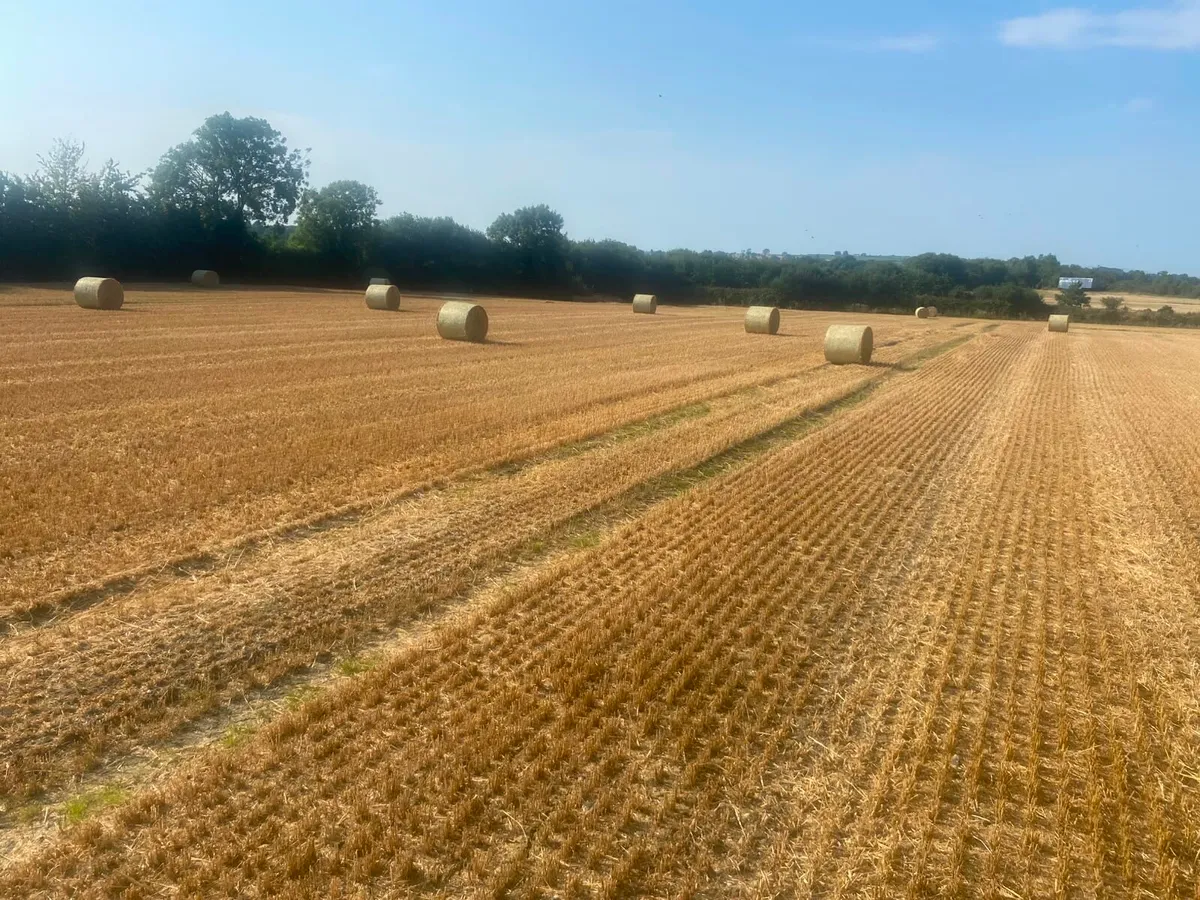 Top quality Barley straw - Image 1