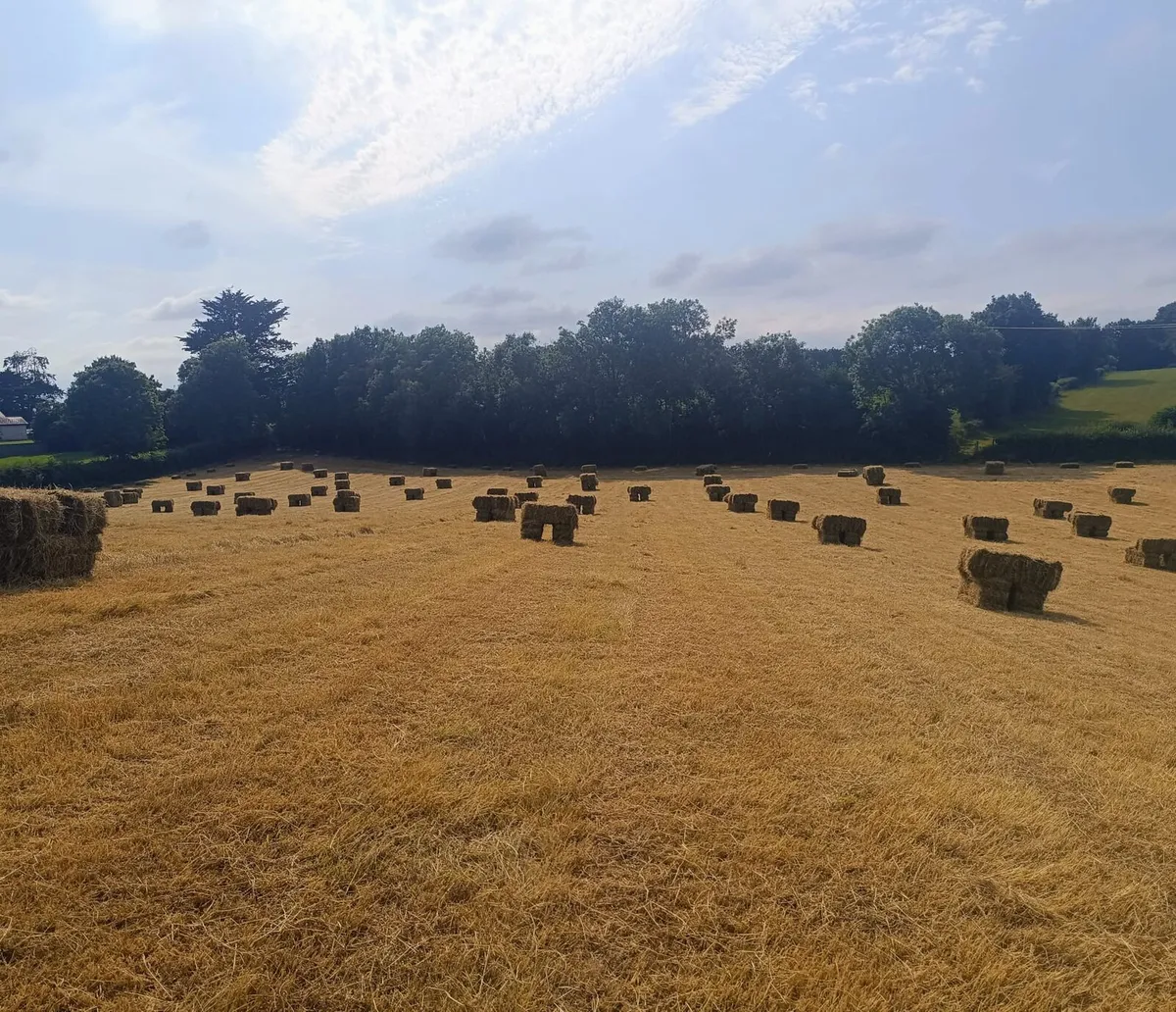 Hay small squares