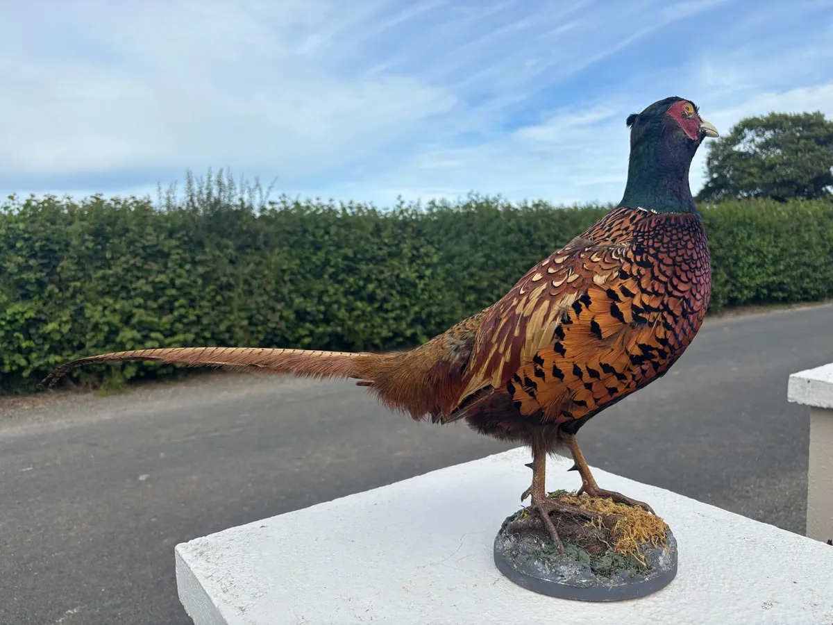 Pheasant taxidermy mount - Image 2