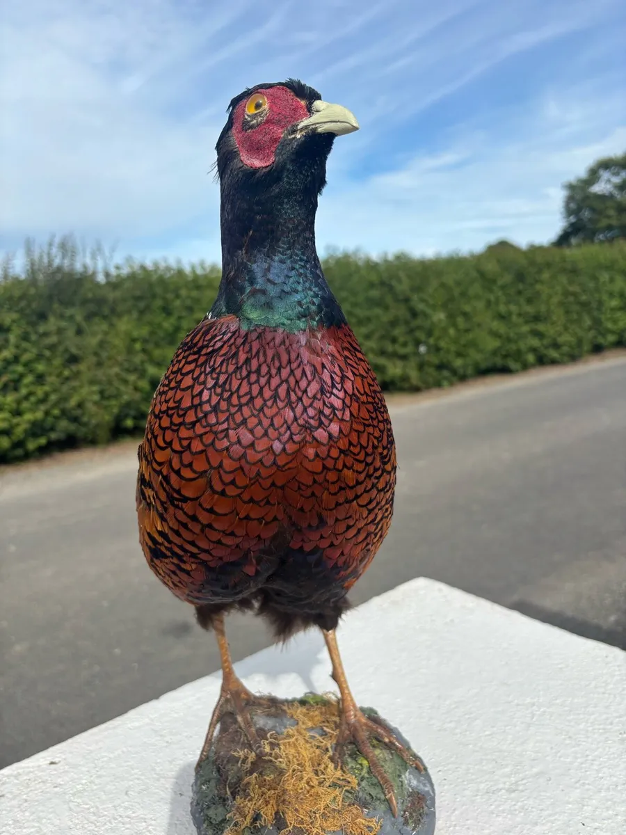 Pheasant taxidermy mount - Image 3
