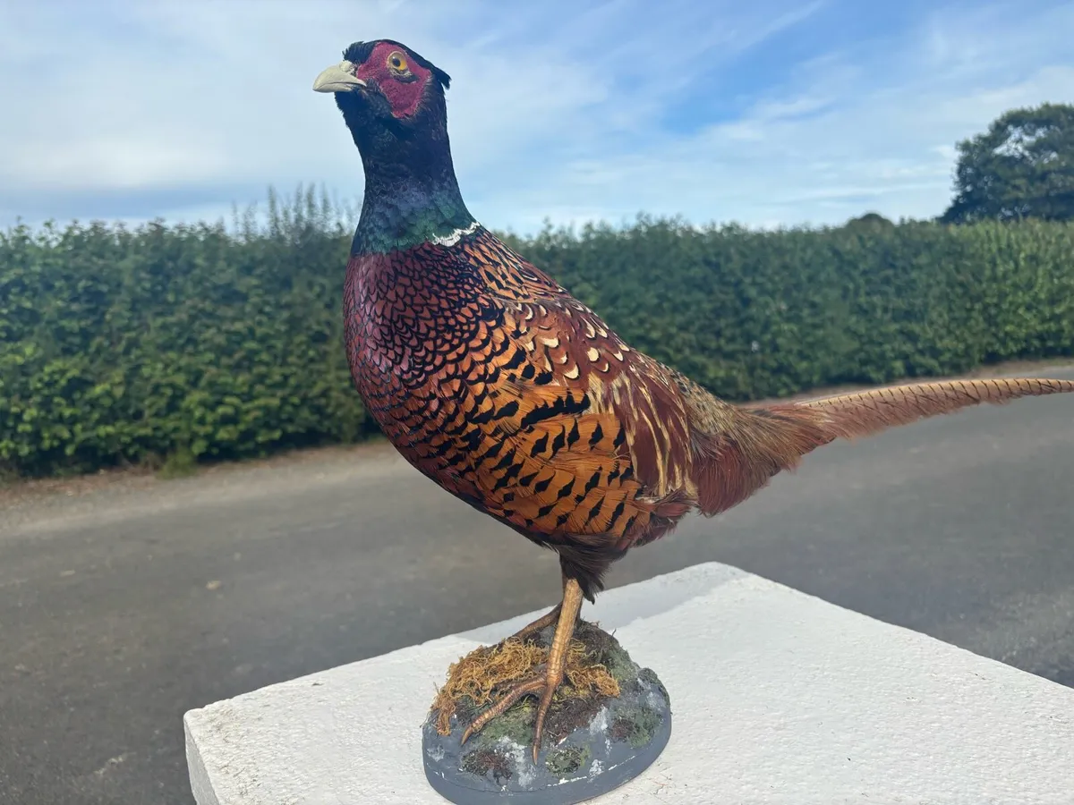 Pheasant taxidermy mount - Image 4