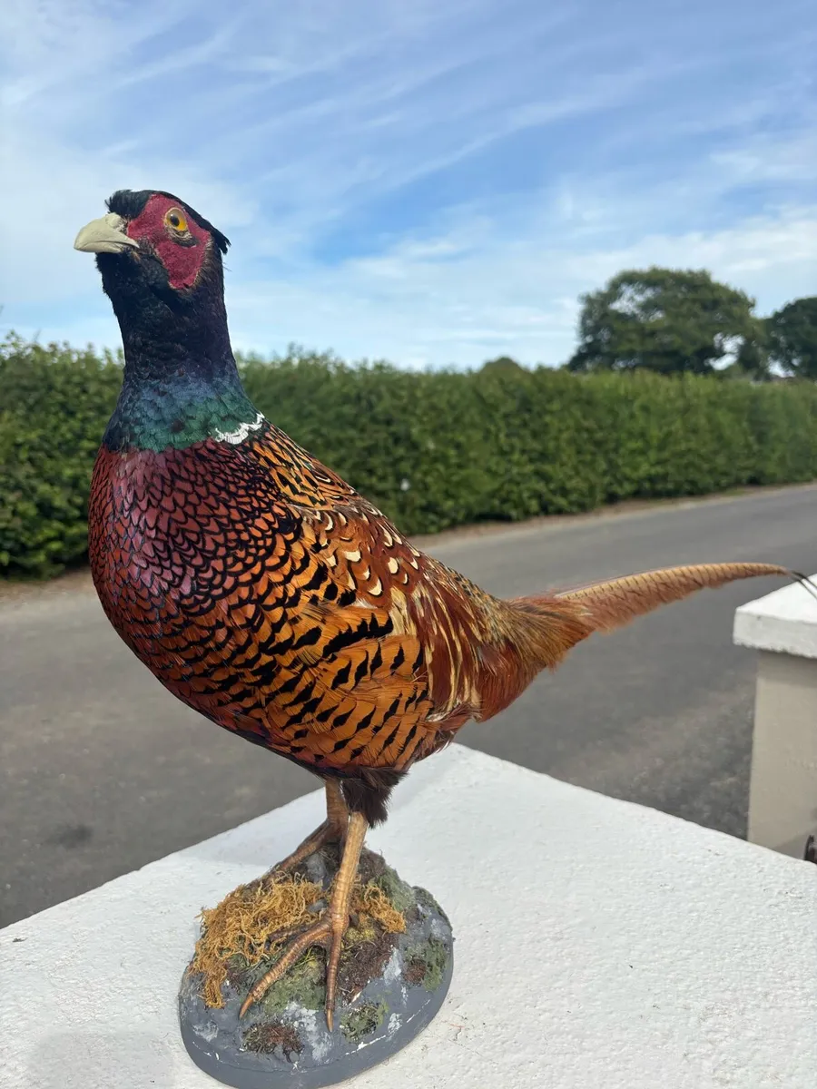 Pheasant taxidermy mount - Image 1