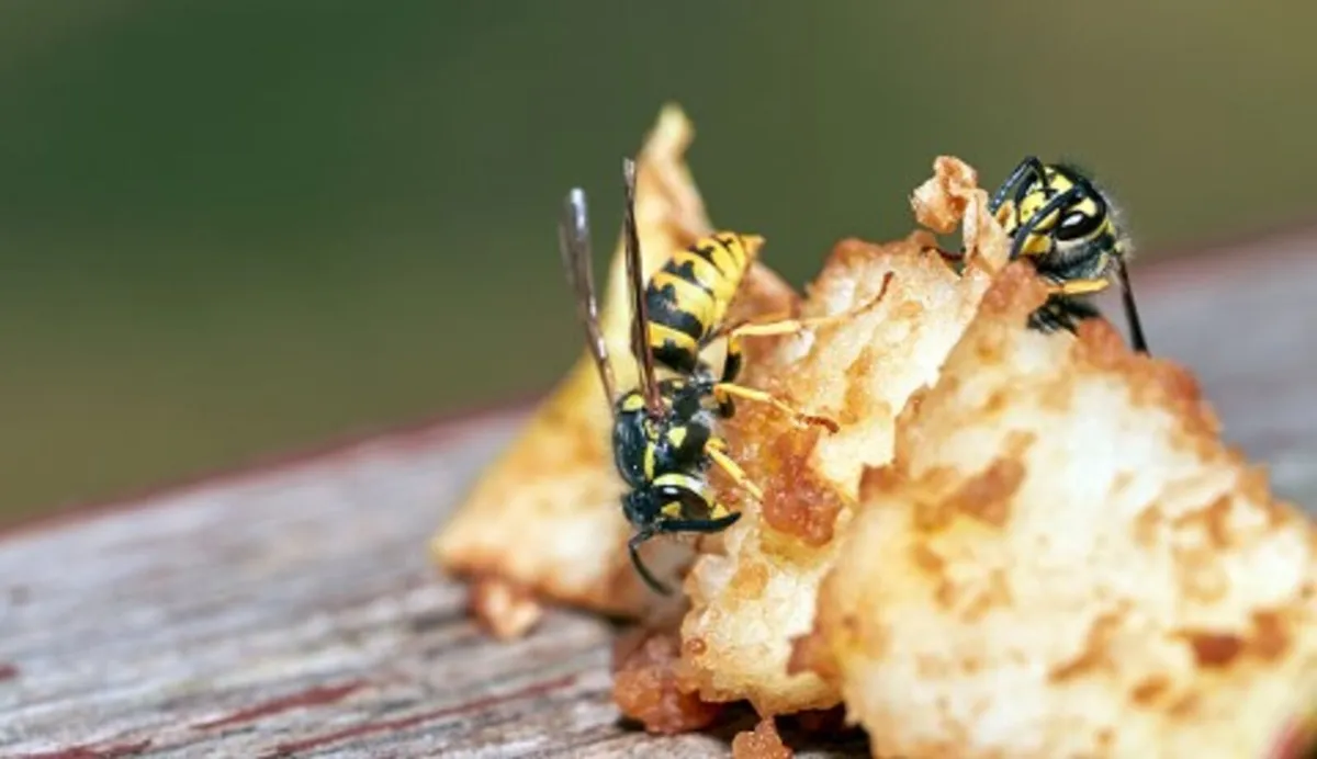 Wasp Control. - Image 2
