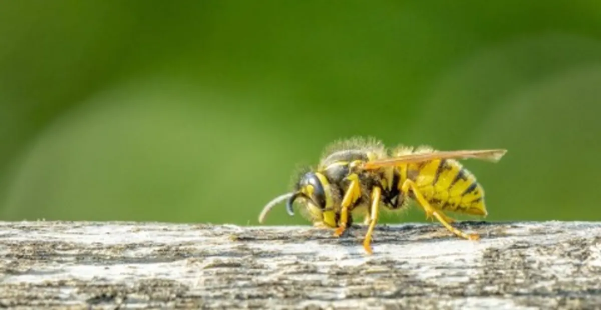 Wasp Control. - Image 1