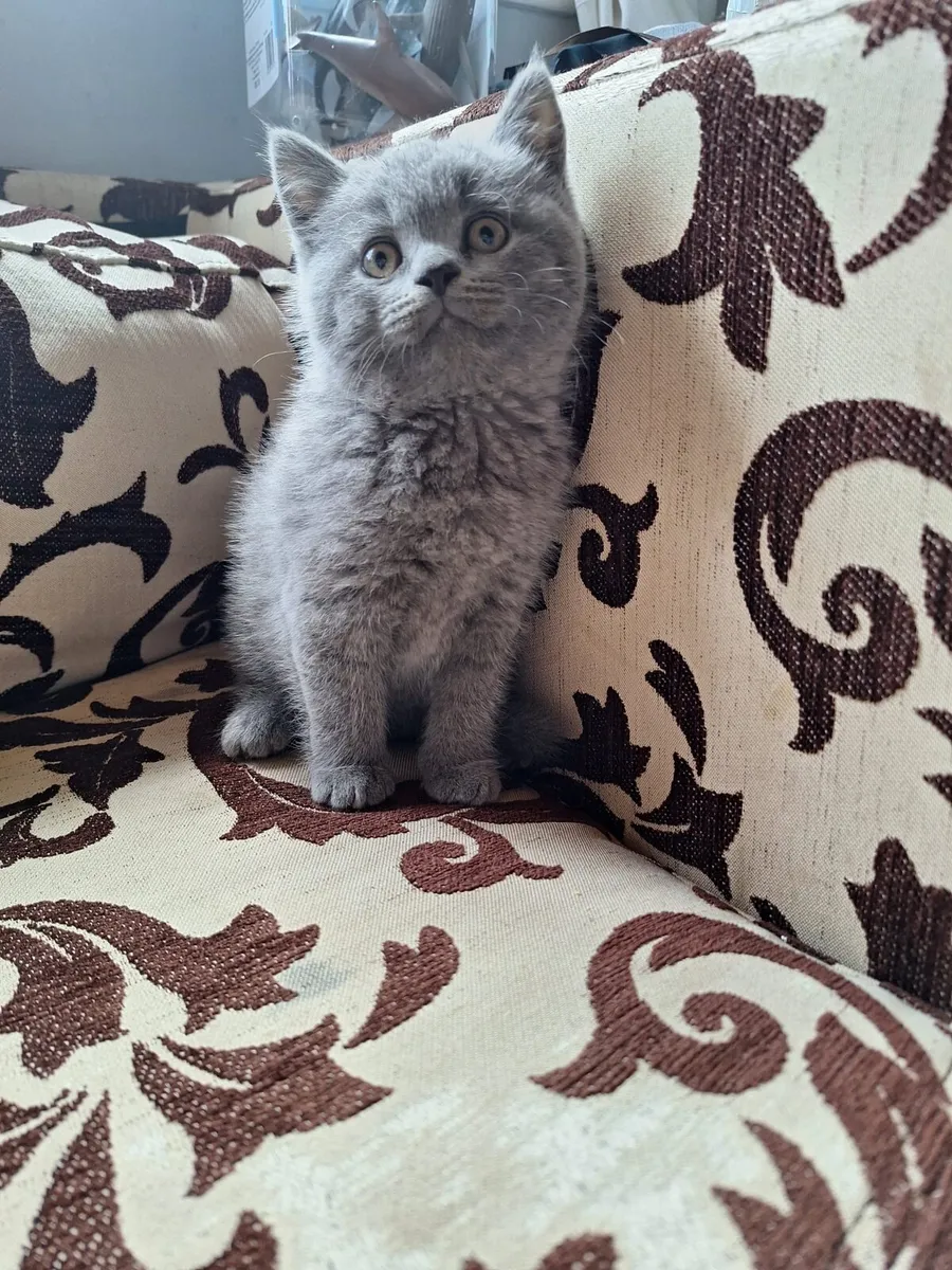British shorthair kittens - Image 2