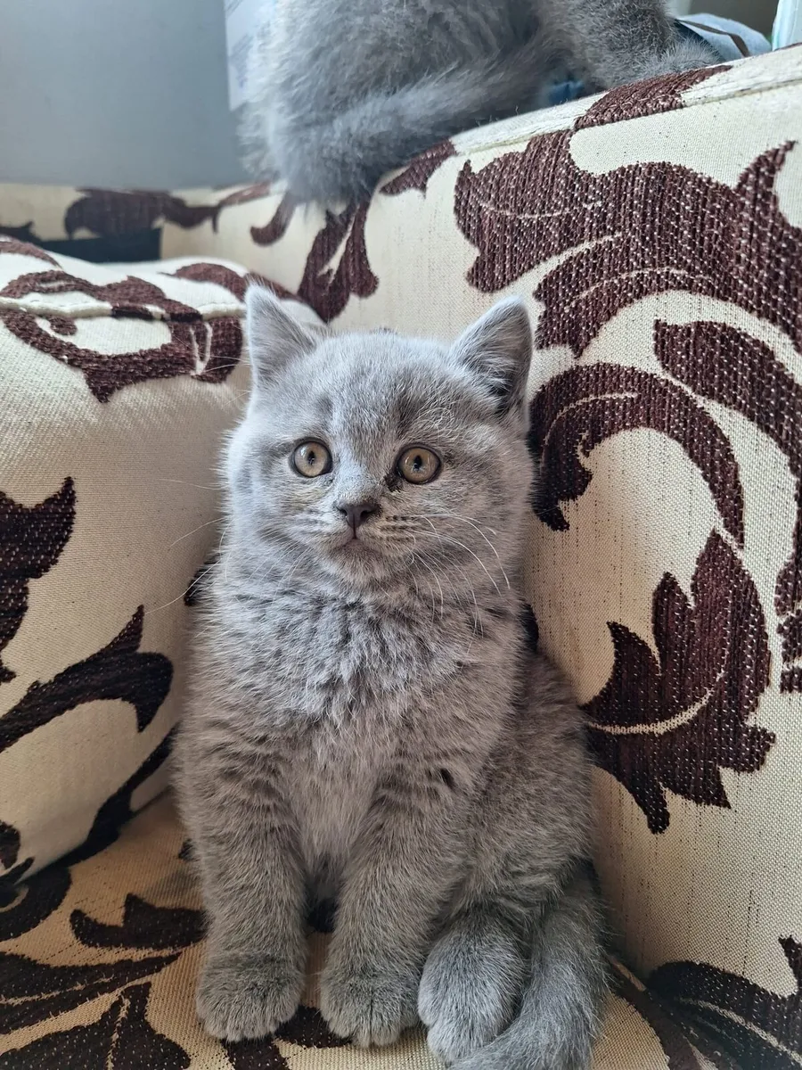 British shorthair kittens - Image 3