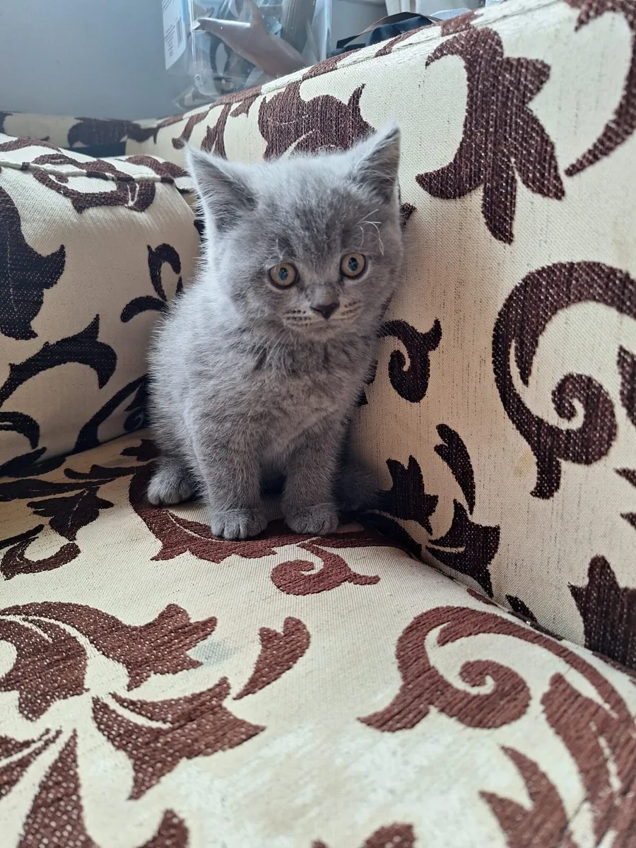 British shorthair kittens - Image 4