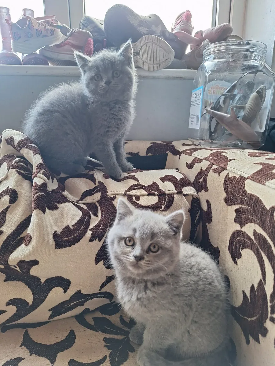 British shorthair kittens - Image 1