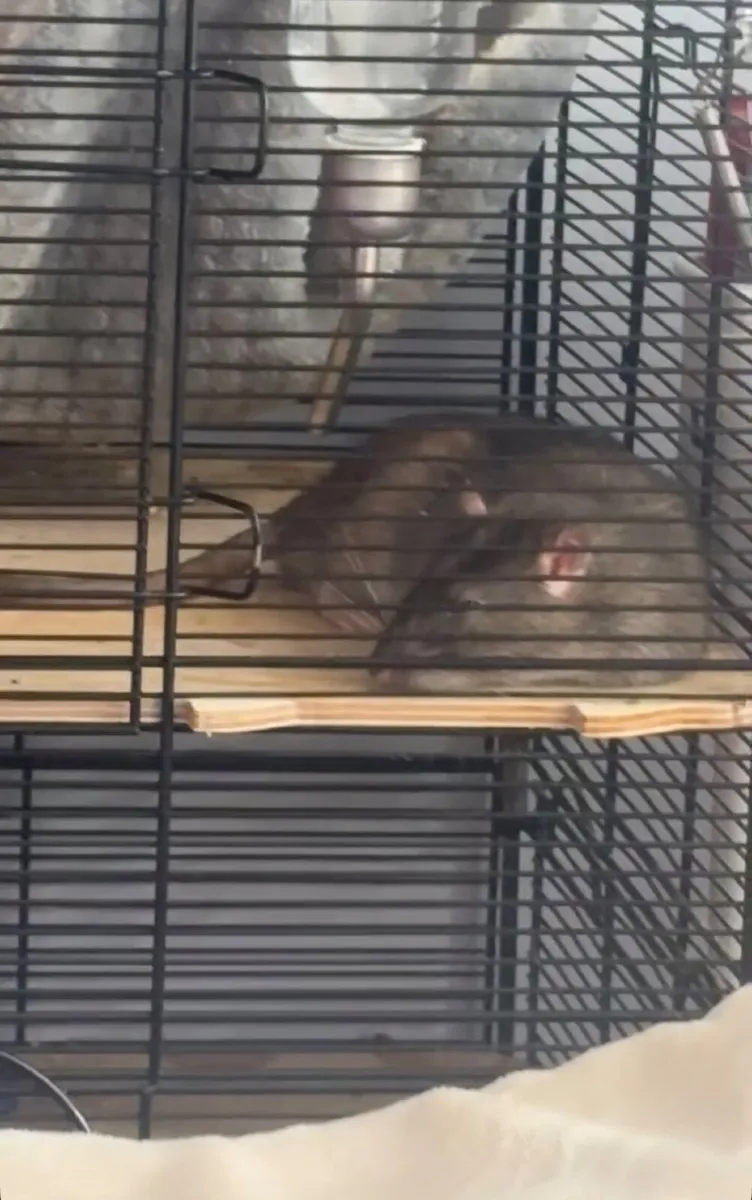 9 Month old Male rat - Image 3