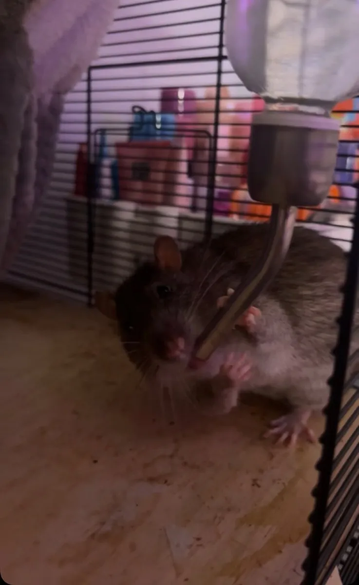 9 Month old Male rat - Image 2