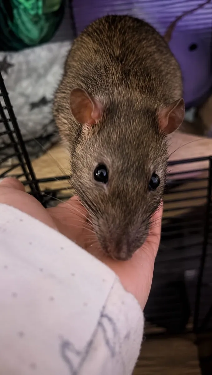 9 Month old Male rat - Image 1