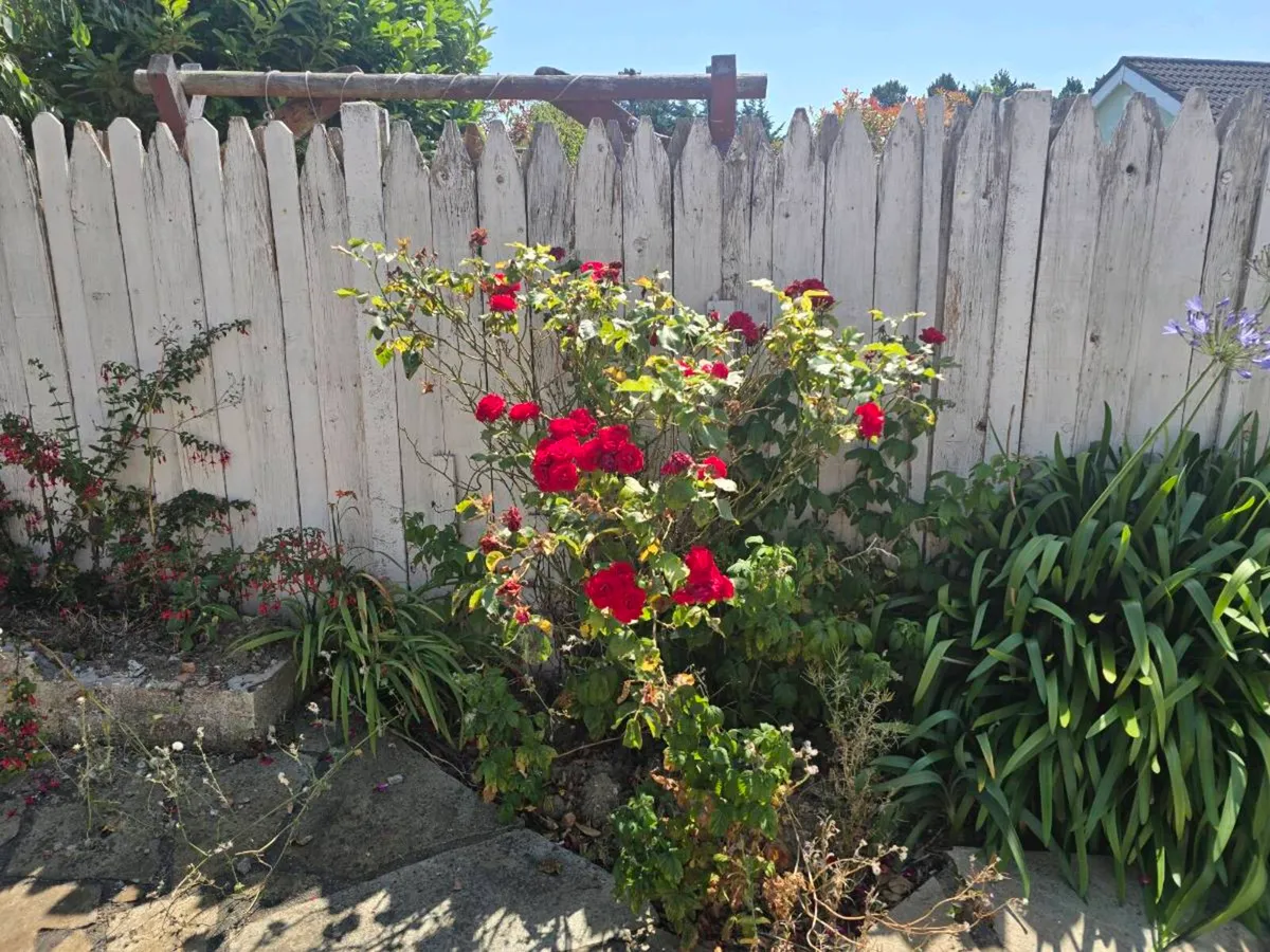 Free bush plants - Image 2