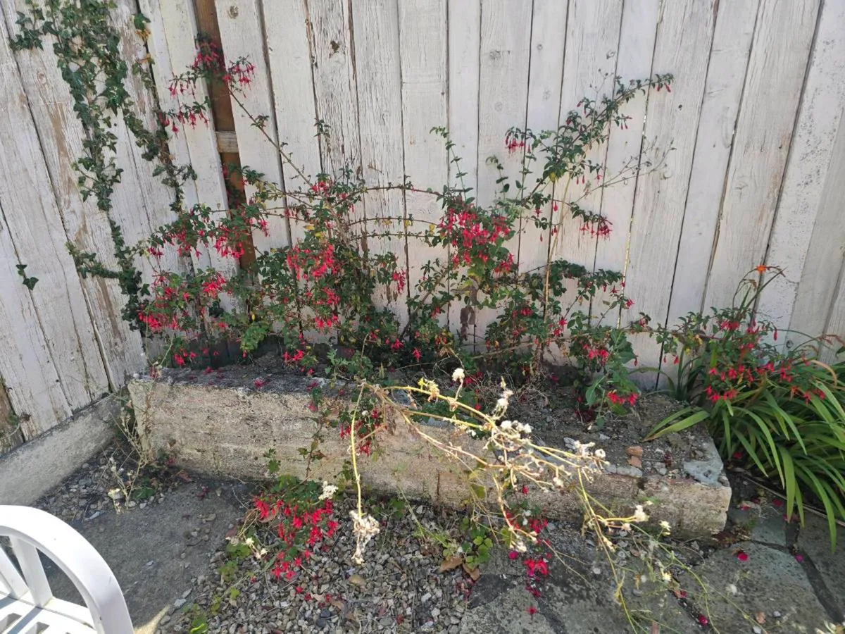 Free bush plants - Image 3