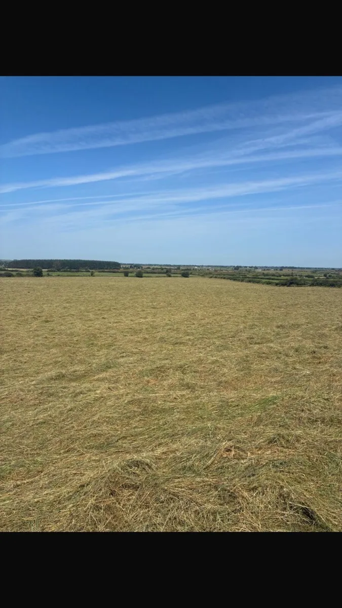 Hay for sale - Image 3