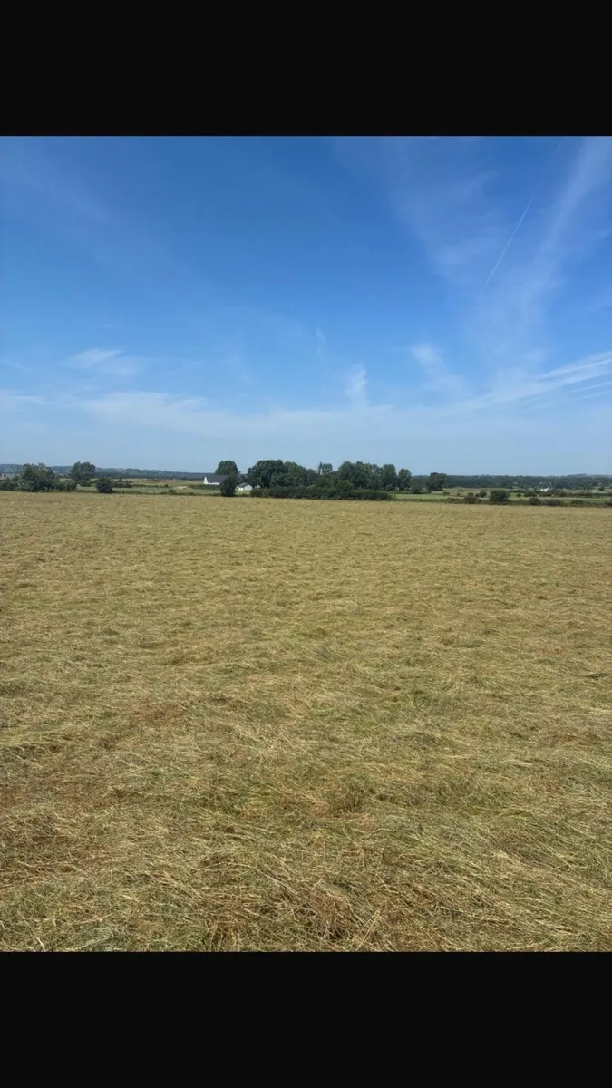 Hay for sale - Image 4