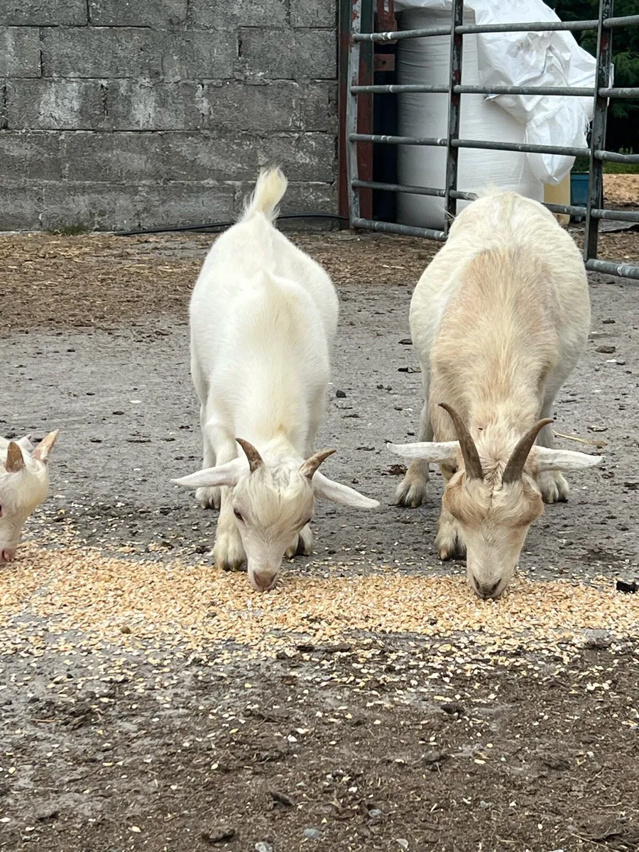 Pygmy Goats - Image 1