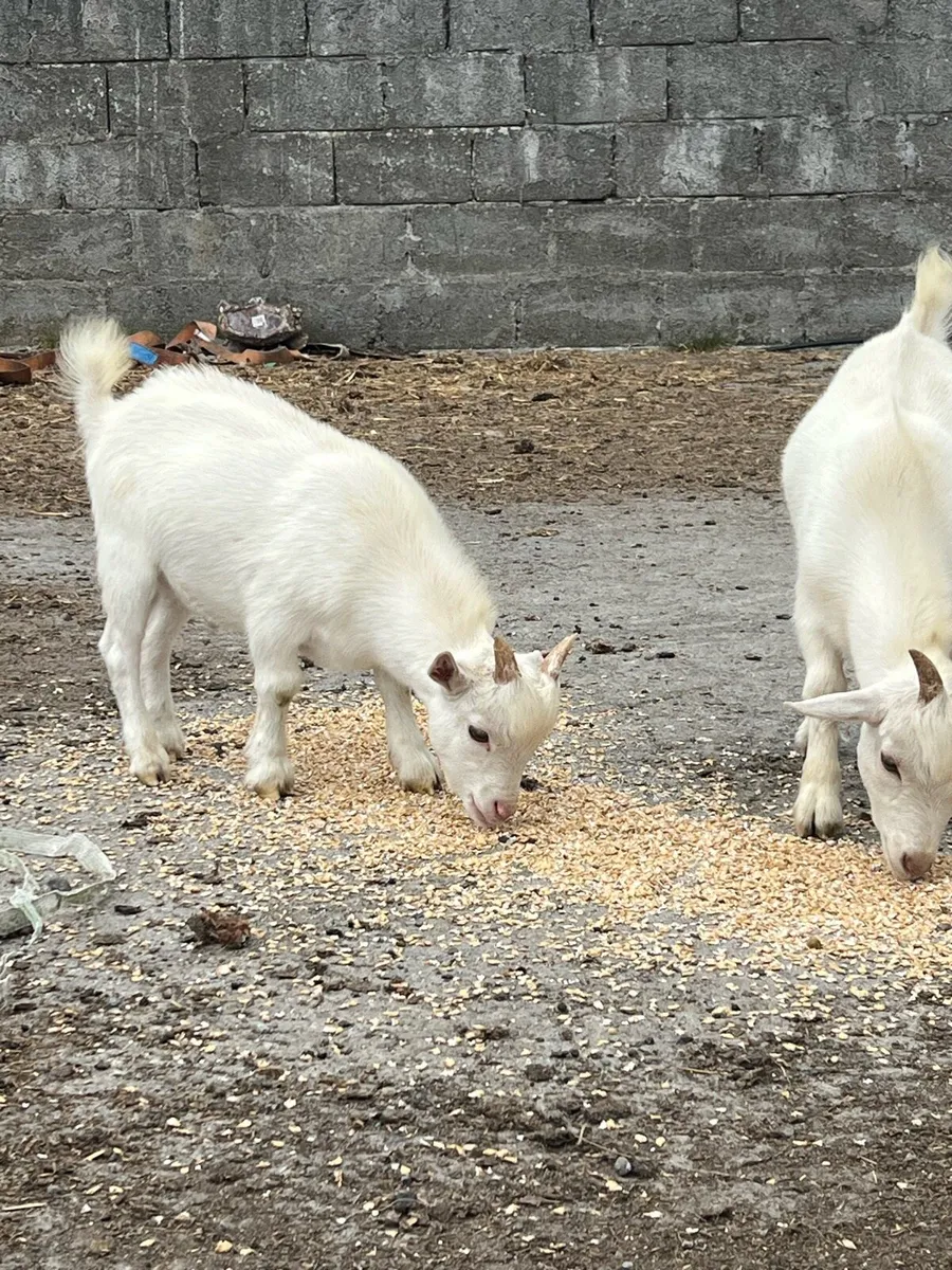 Pygmy Goats - Image 2