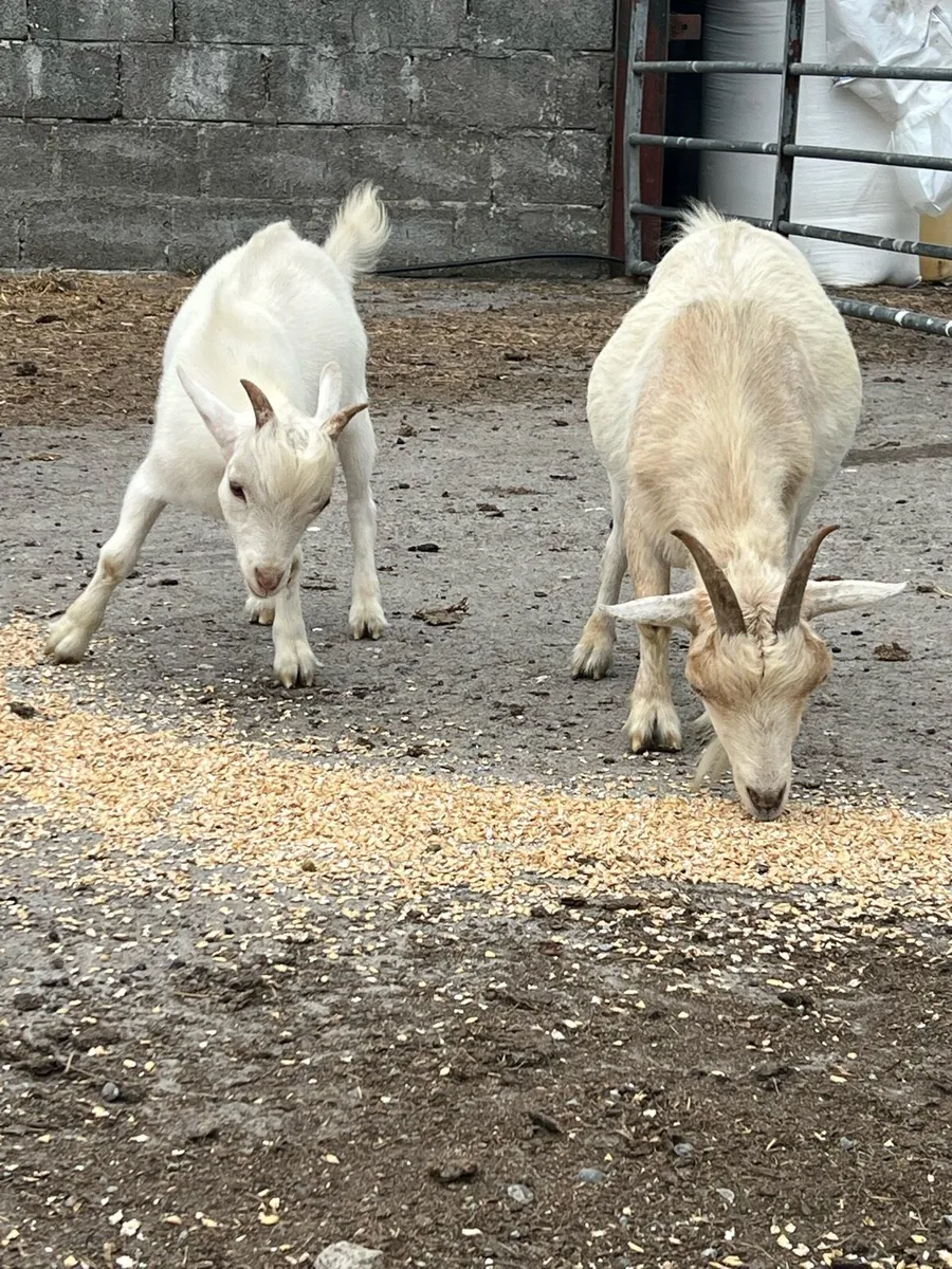 Pygmy Goats - Image 3