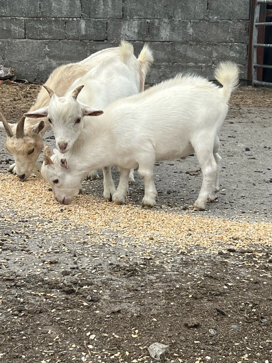Pygmy Goats - Image 4