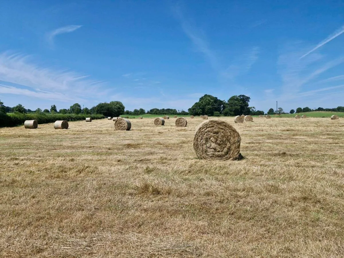 Hay