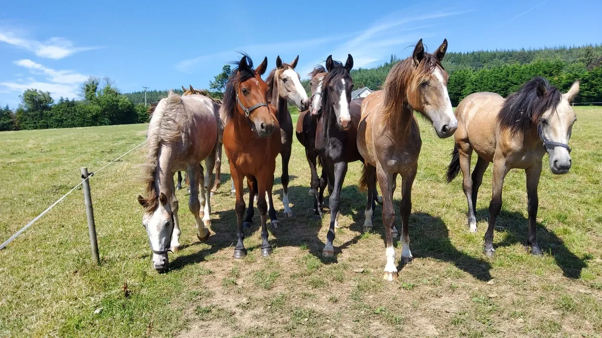 Draught Horses - Image 1