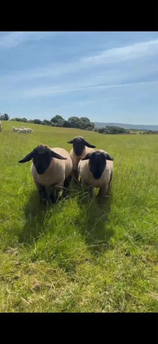 Pedigree Suffolk Ewe Lamb *SIS APPROVED 5 ⭐️* - Image 1