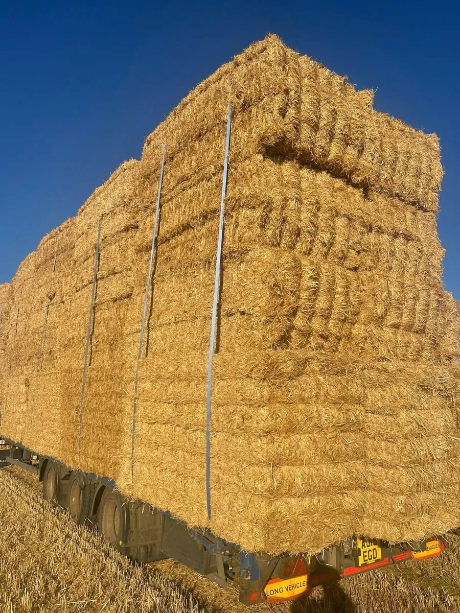 Chopped Irish Barley straw in 8x4x3 bales - Image 1