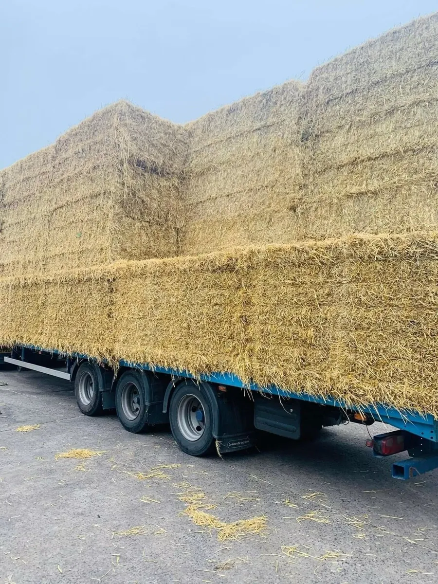 Chopped Irish Barley straw in 8x4x3 bales - Image 2