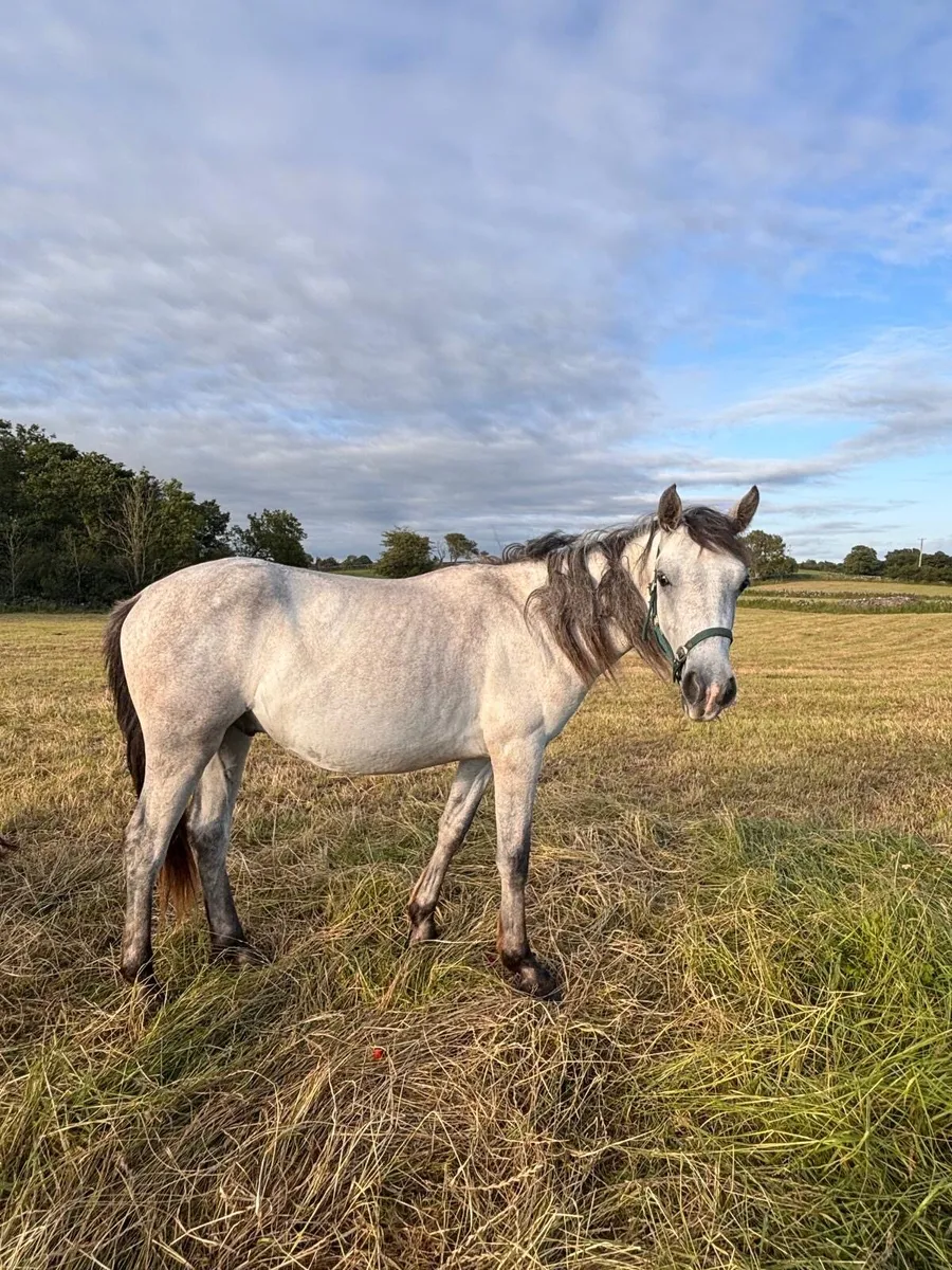 Connemara Geldings x2 - Image 4