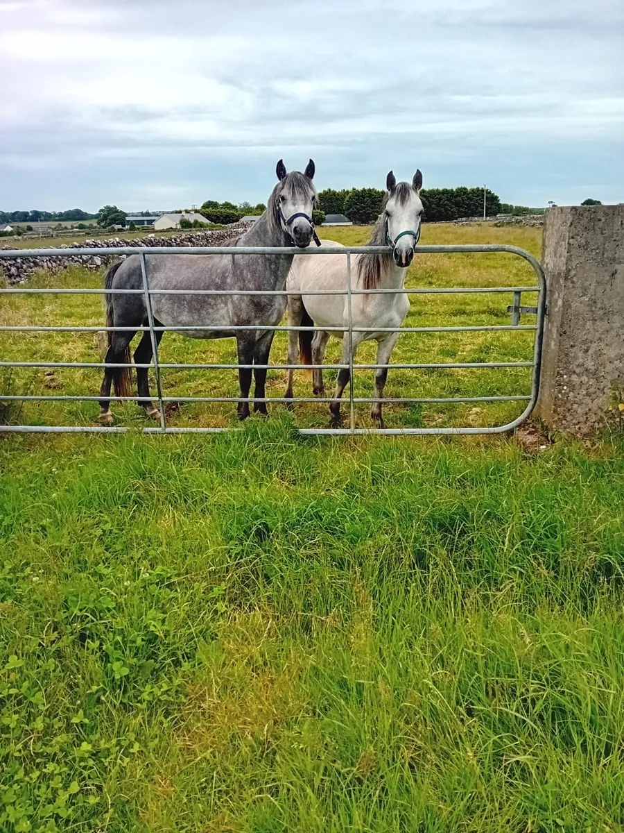 Connemara Geldings x2 - Image 2