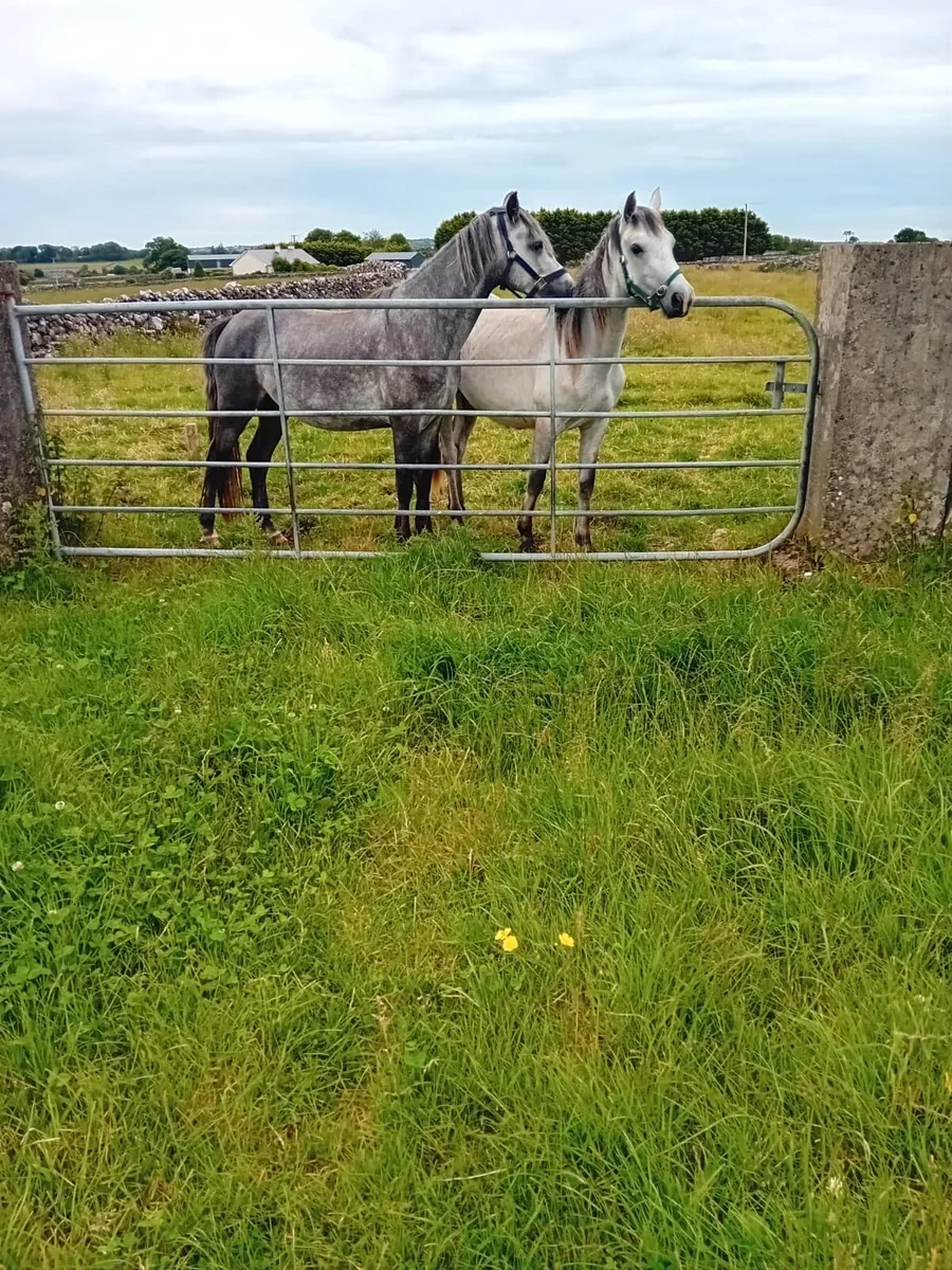 Connemara Geldings x2 - Image 3
