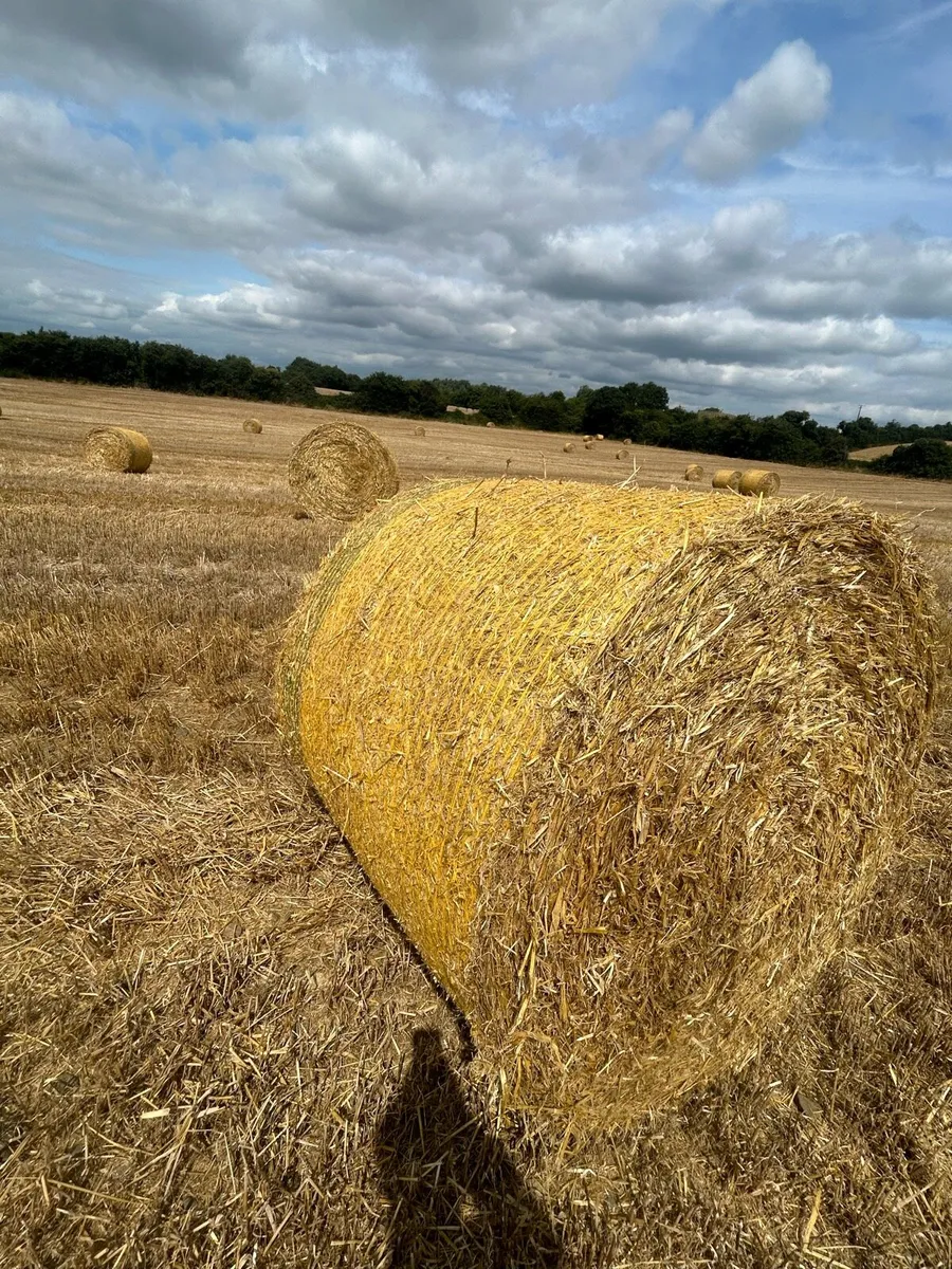 Round bales of Barley straw - Image 3