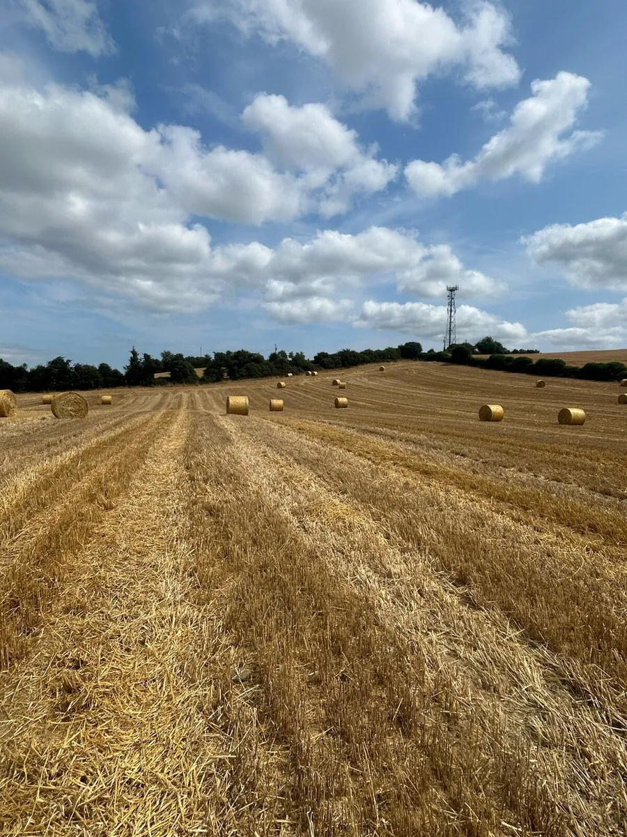 Round bales of Barley straw - Image 4