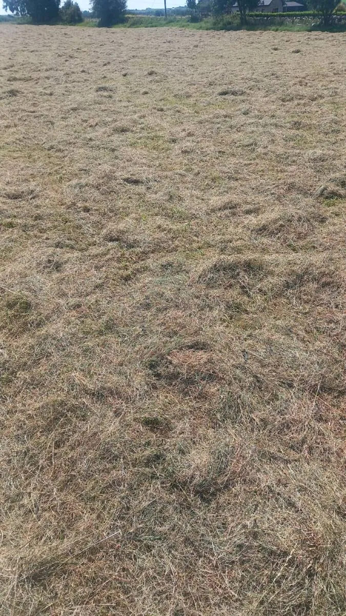 Quality Square and Round Bales of Hay - Image 3