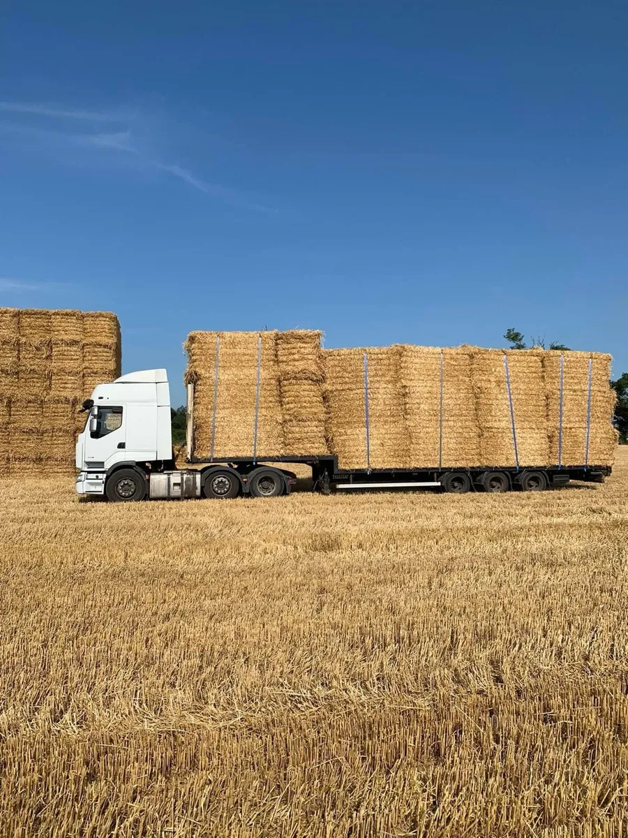 New season Irish Barley straw in 8x4x4 Bales - Image 1