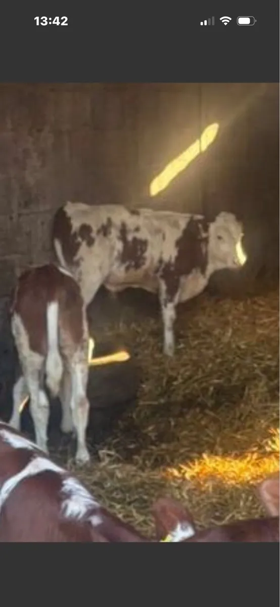 PB Mont Beliarde Bull Weanlings - Image 1