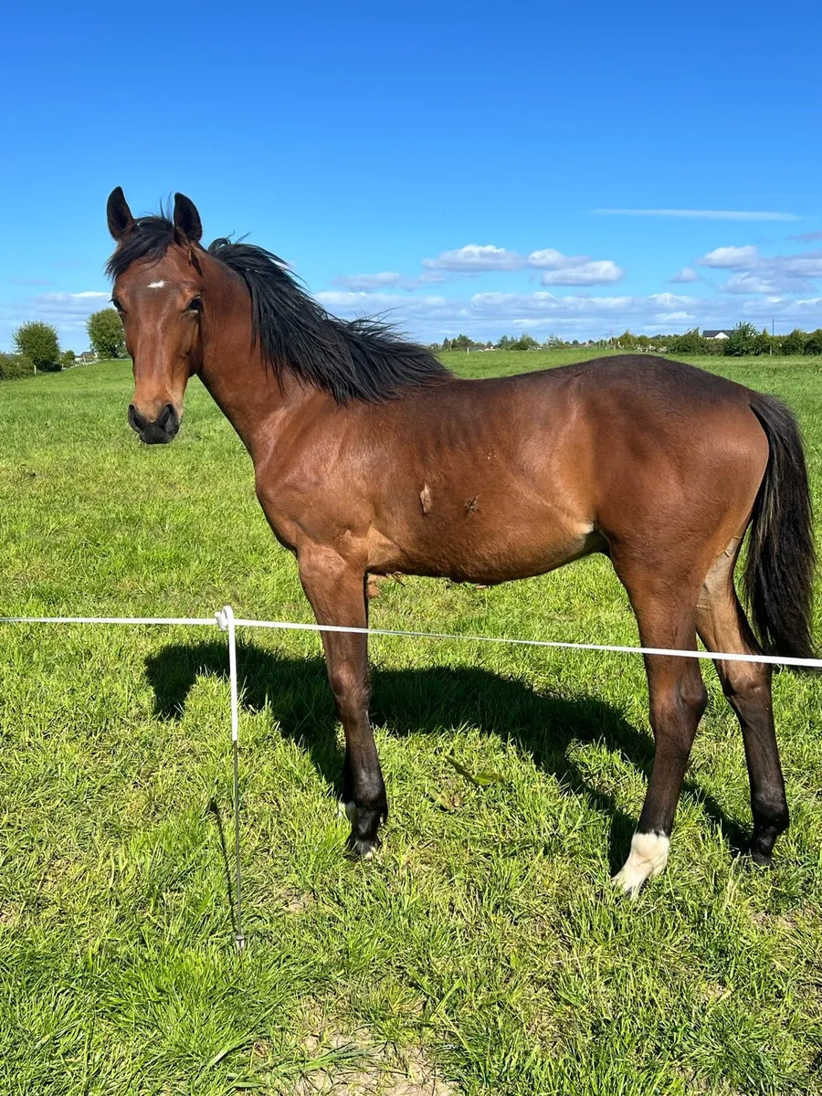 Two yearlings - Image 3