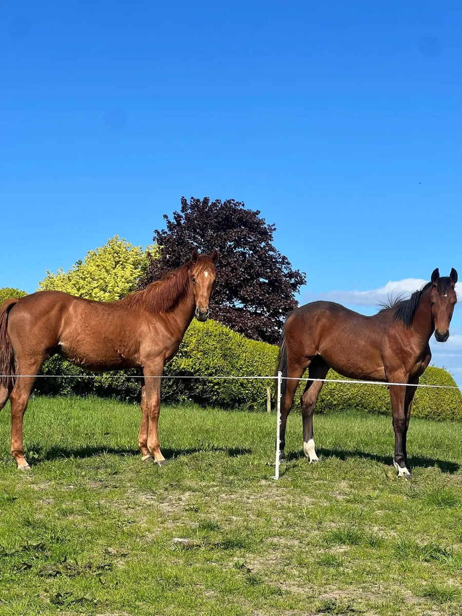 Two yearlings - Image 1