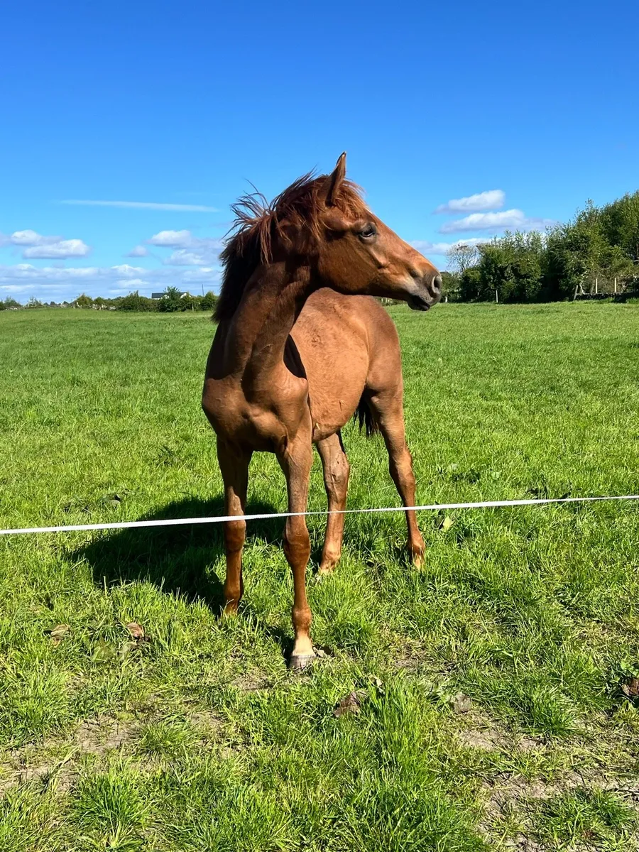 Two yearlings - Image 2