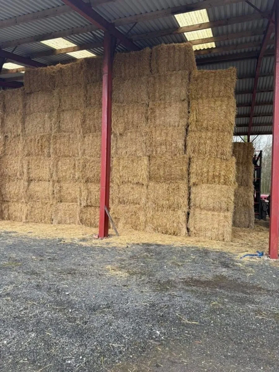 8x4x3s of Irish barley straw - Image 1