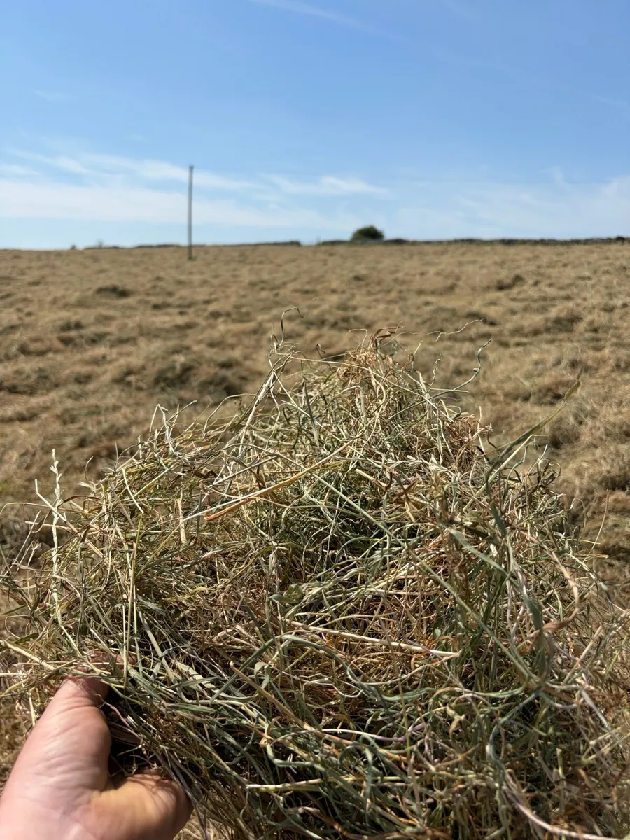 Small square bales hay - Image 2