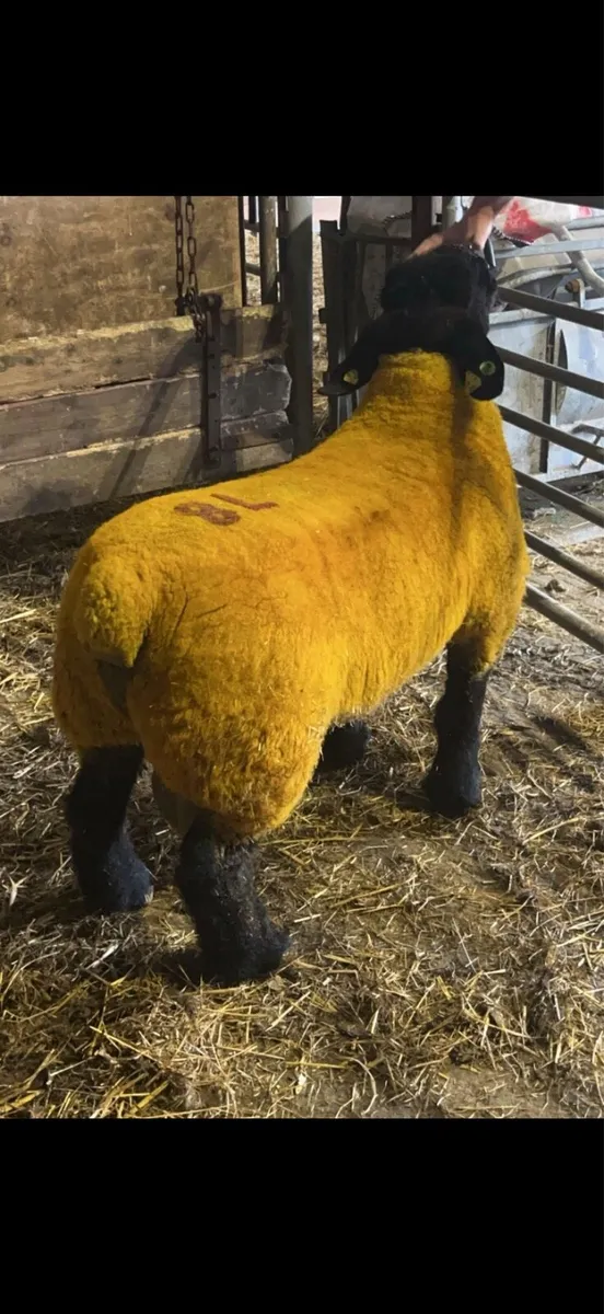 Pedigree Suffolk Ewe Lamb *SIS APPROVED 5 ⭐️* - Image 2