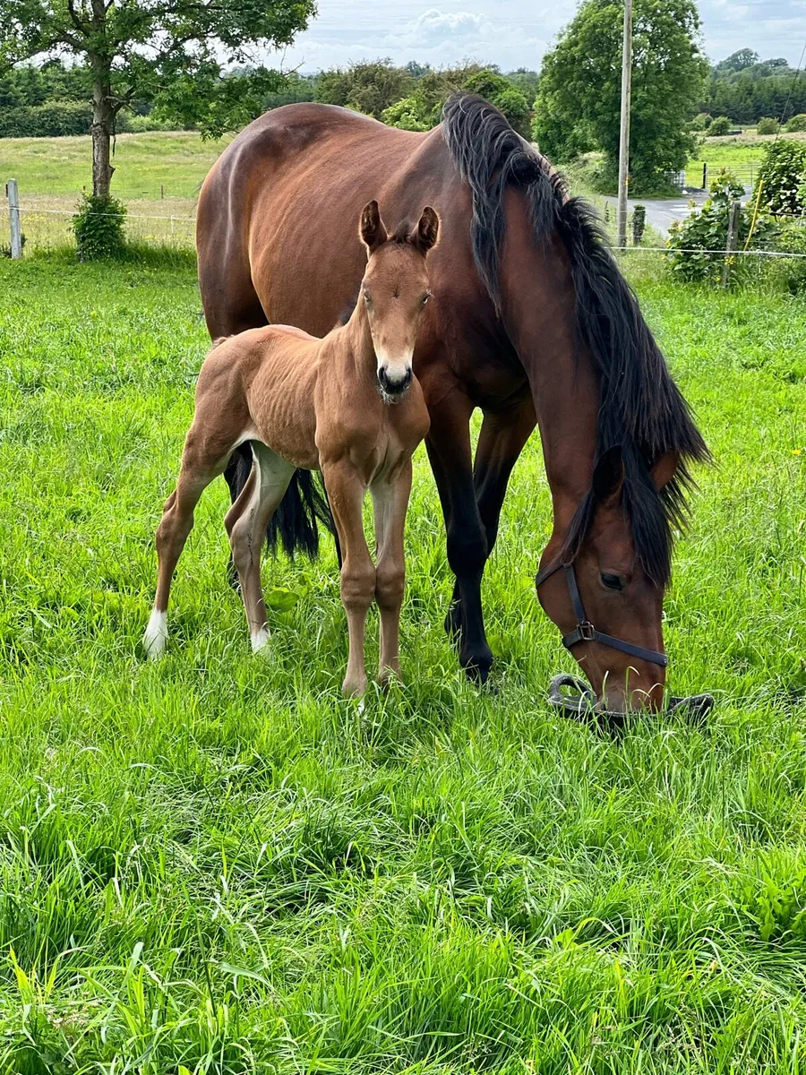 Mare & foal at foot - Image 1