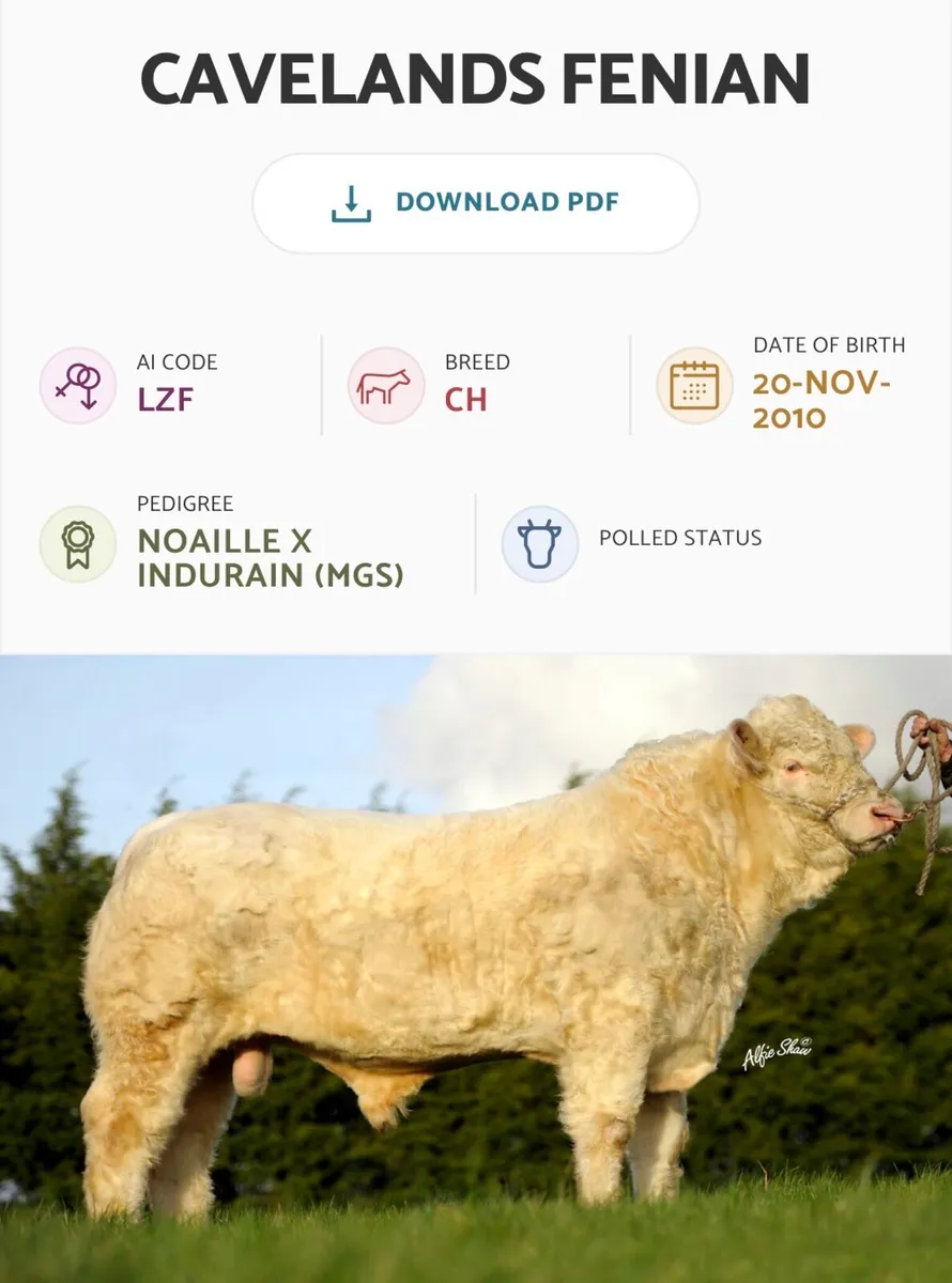 Pedigree Charolais Bull For Sale - Image 1