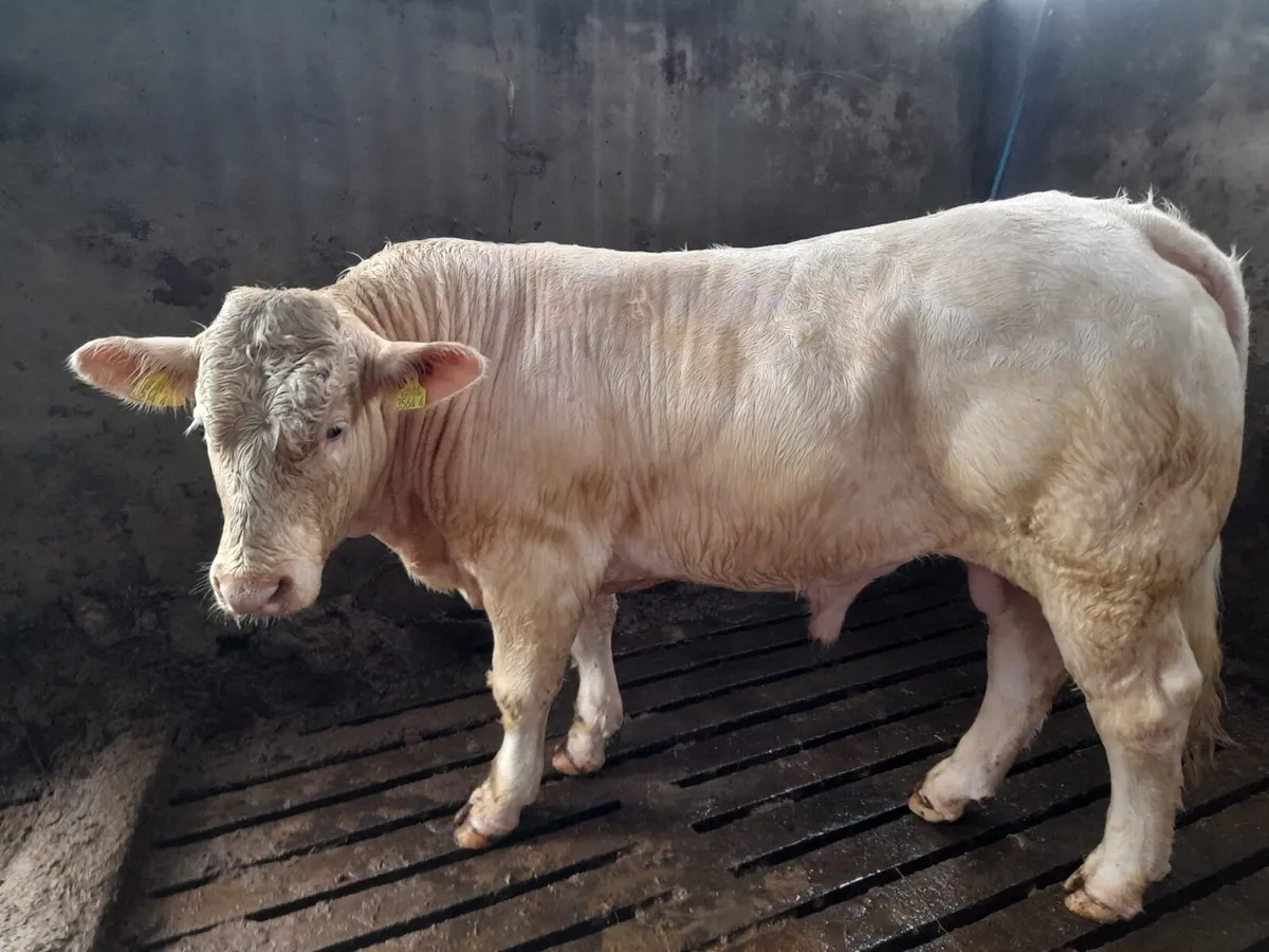 Pedigree Charolais Bull For Sale - Image 2