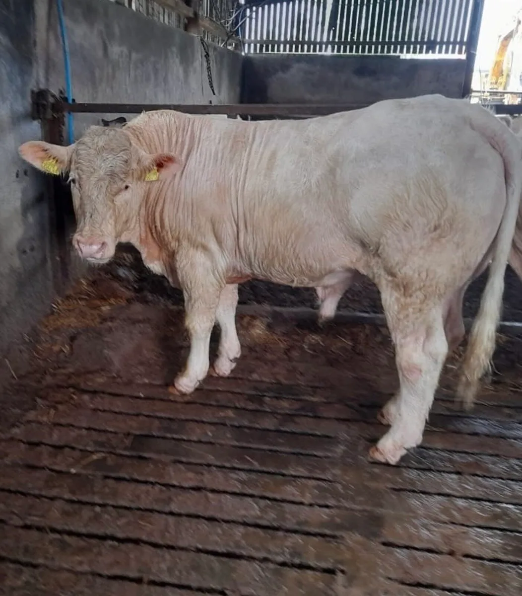 Pedigree Charolais Bull For Sale - Image 3